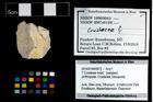 Foto (Objekt + Etikett) von ? Crustacea indet.  (NHMW-GEO-2014-0194-0972)